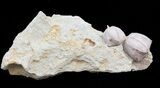 Blastoid (Pentremites) Fossils - Illinois #45017-1